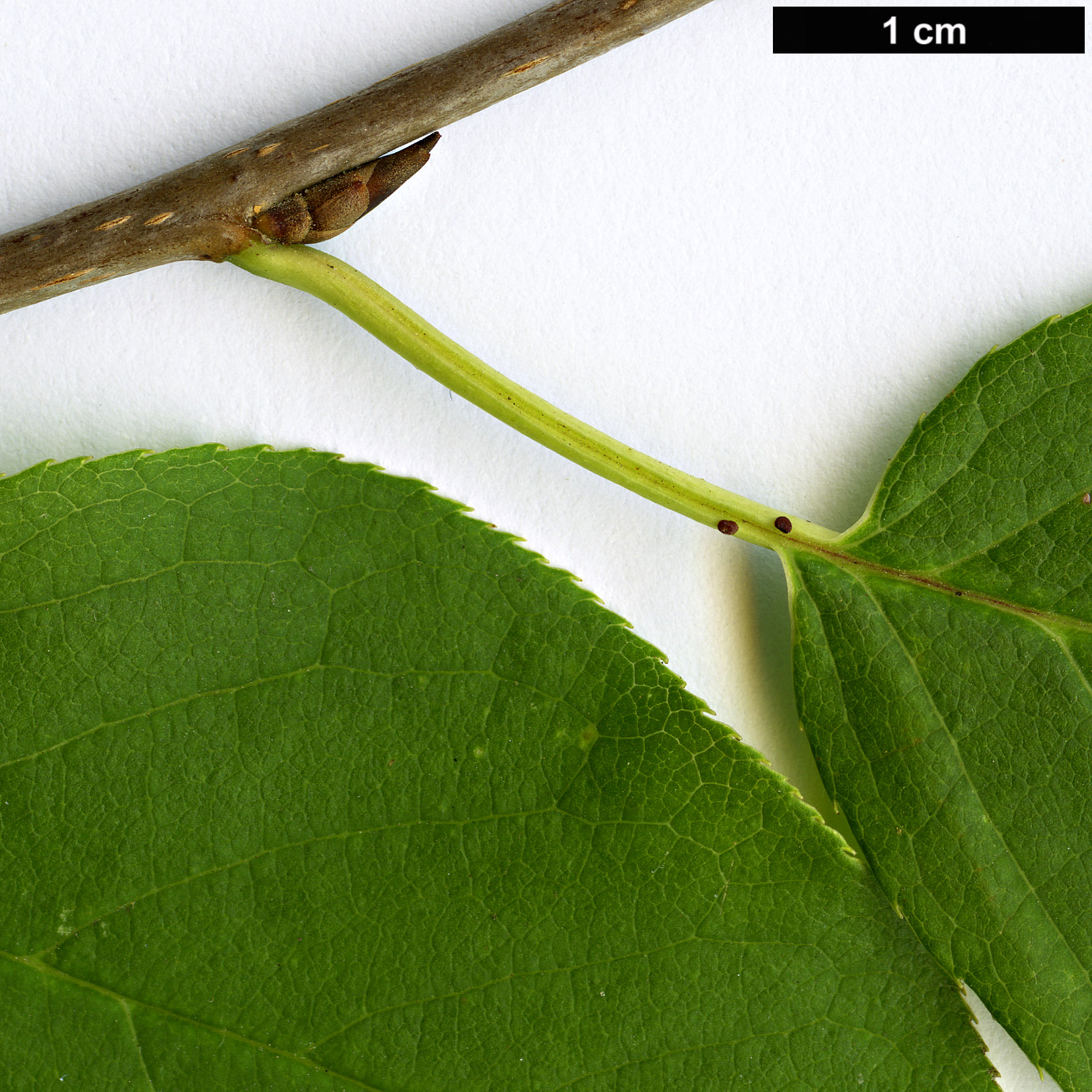 High resolution image: Family: Rosaceae - Genus: Prunus - Taxon: virginiana - SpeciesSub: var. melanocarpa